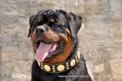 The "Maximus" collar 2.5 inch wide black & gold-2