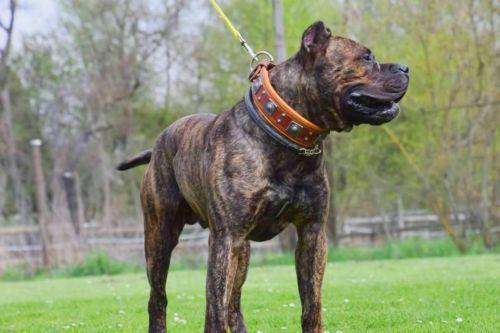 The "Eros" collar 2.5 inch wide Brown-3