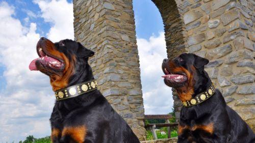 The "Maximus" collar 2.5 inch wide black & gold-3