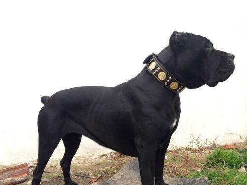 The "Maximus" collar 2.5 inch wide black & gold-4