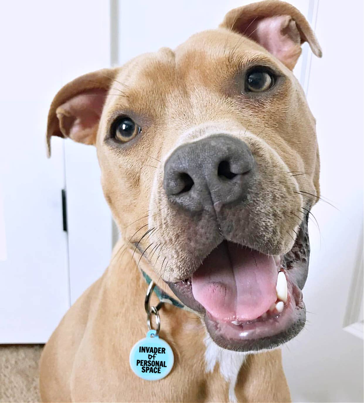 Dog Tag with Personalized QR Code - Invader Personal Space : Blue / Collar Charm (backside blank) / Large 1.25"