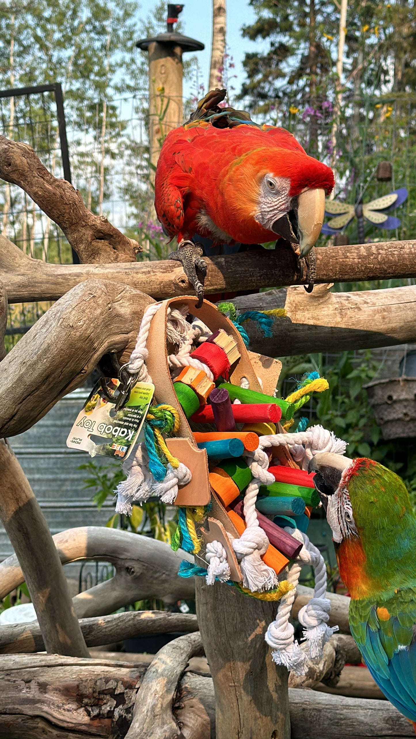 Large Parrot Kabob Toy