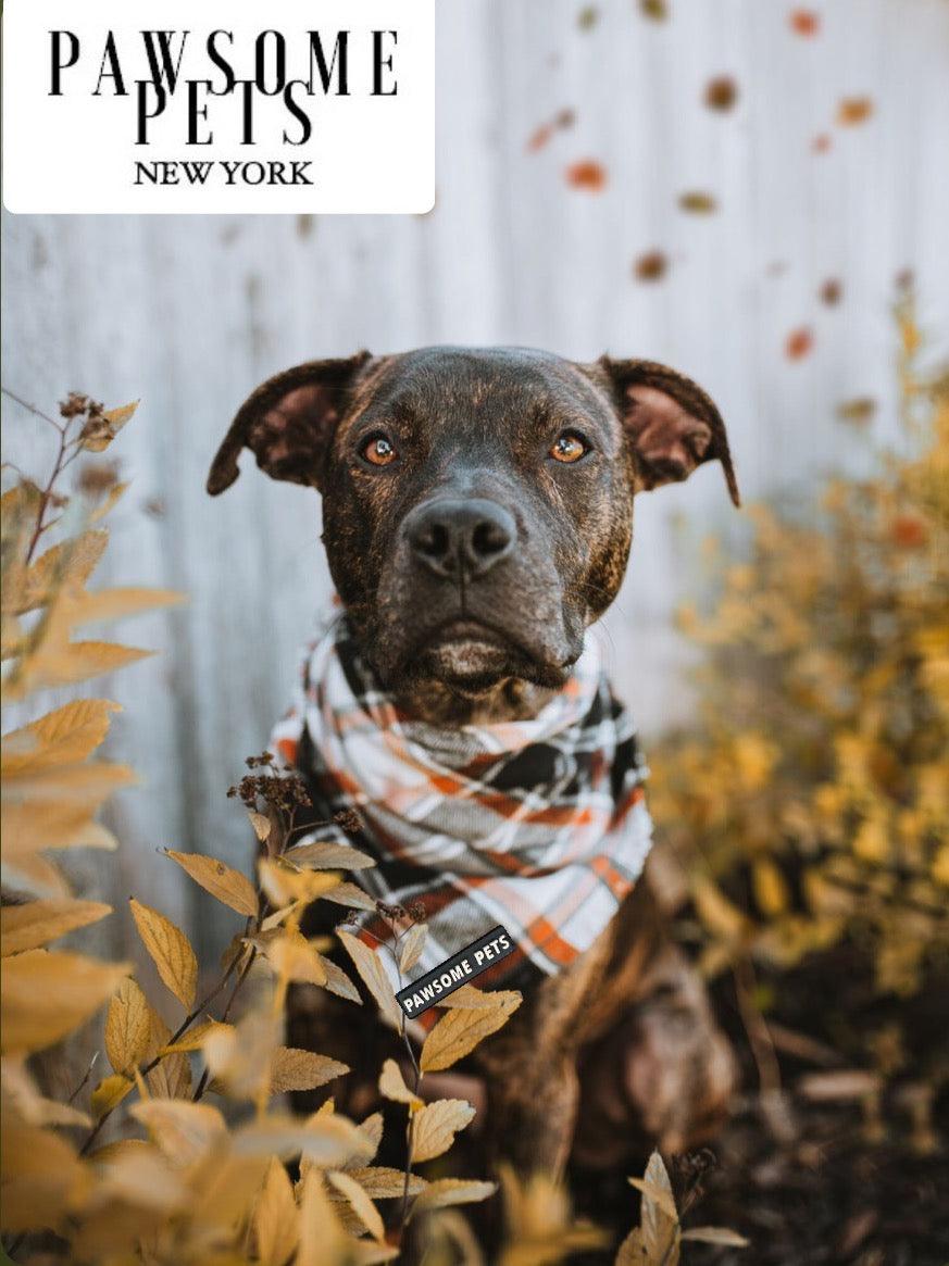 BANDANA - JASPER-1