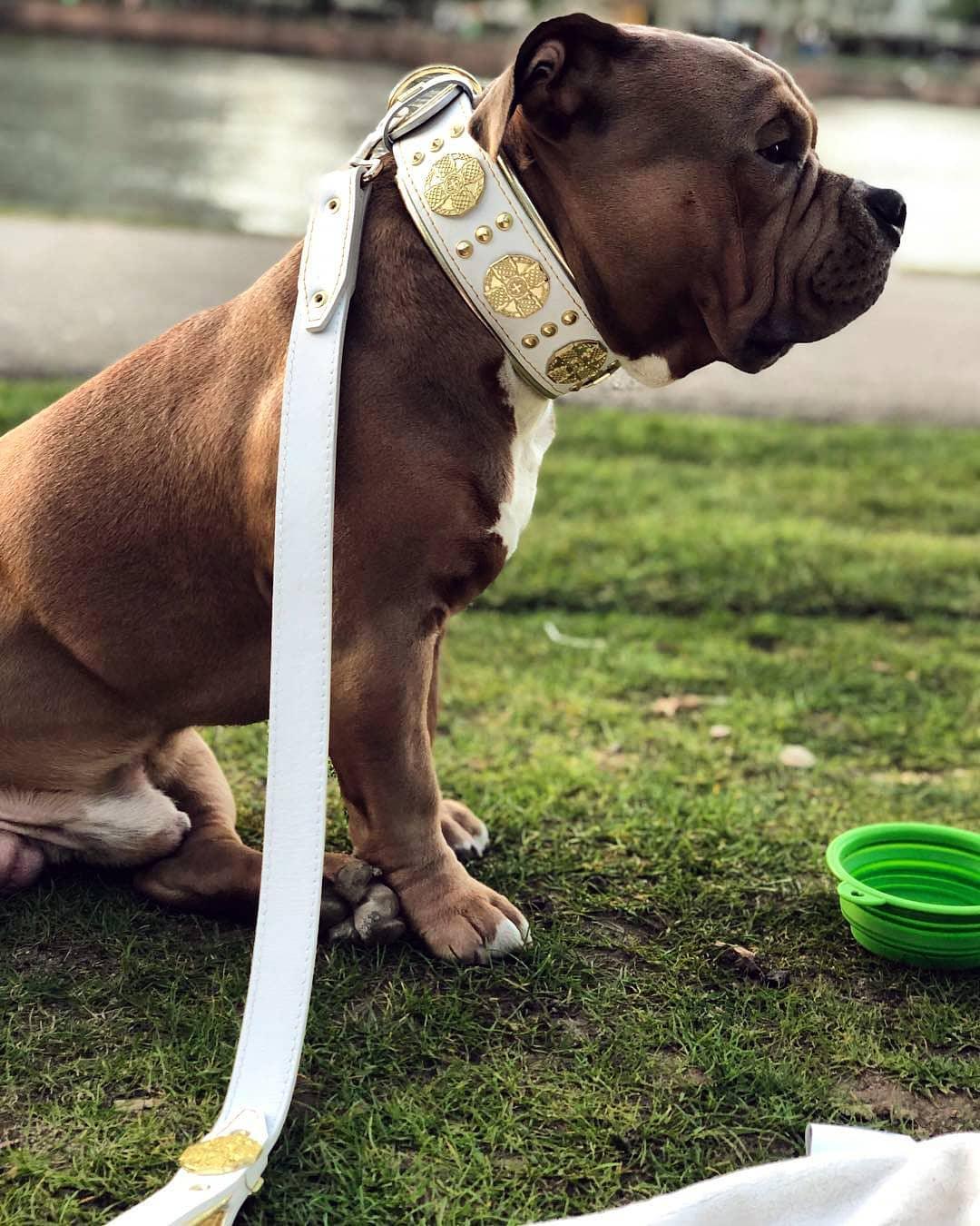 The "Maximus" leash white & gold-4