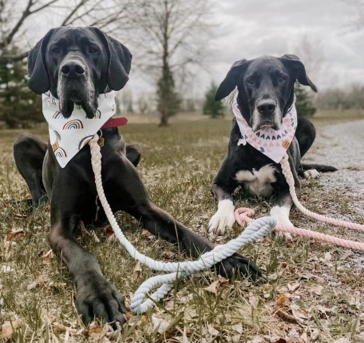 Luxe Royal Leather Rope Leash and Collar Set - Cotton Candy-3