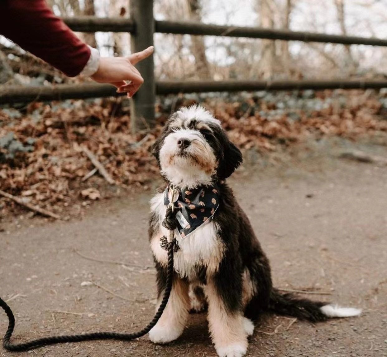 Dog Rope Leash - Grapefruit-4