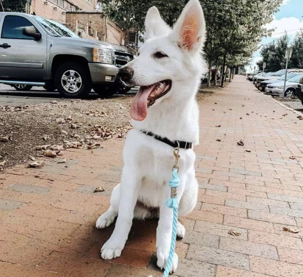 Luxe Royal Pink Leather Rope Leash - Sky Blue-3