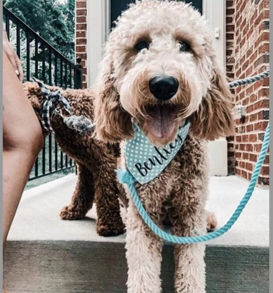 Luxe Royal Pink Leather Rope Leash - Sky Blue-1