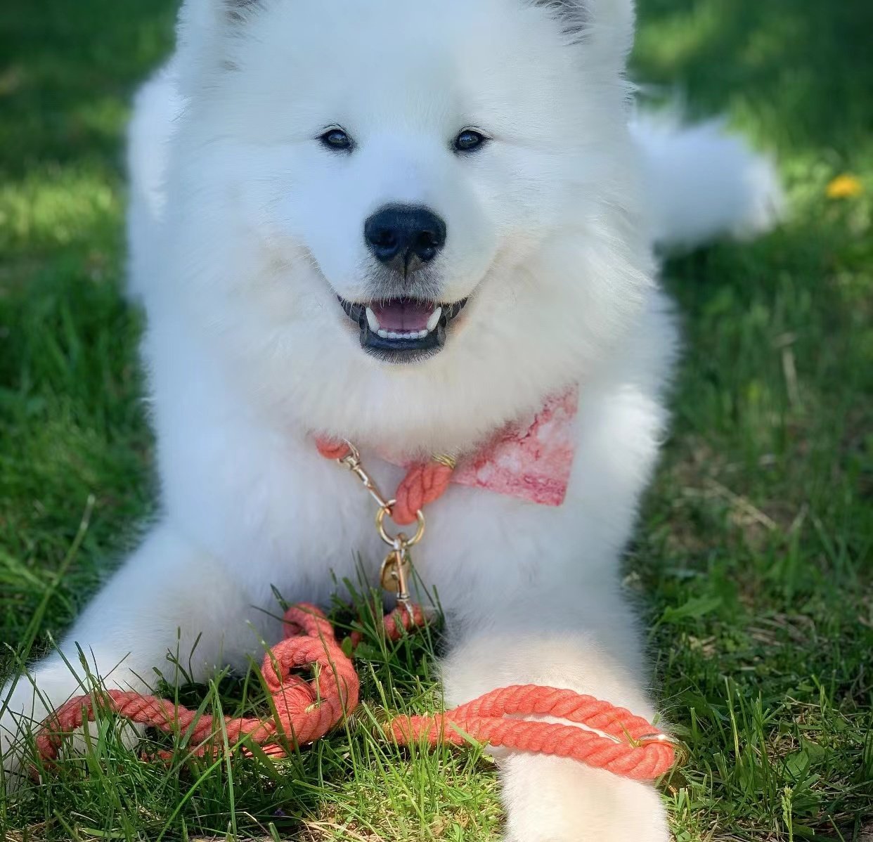 Luxe Royal Leather Rope Collar - Donut Pink-1