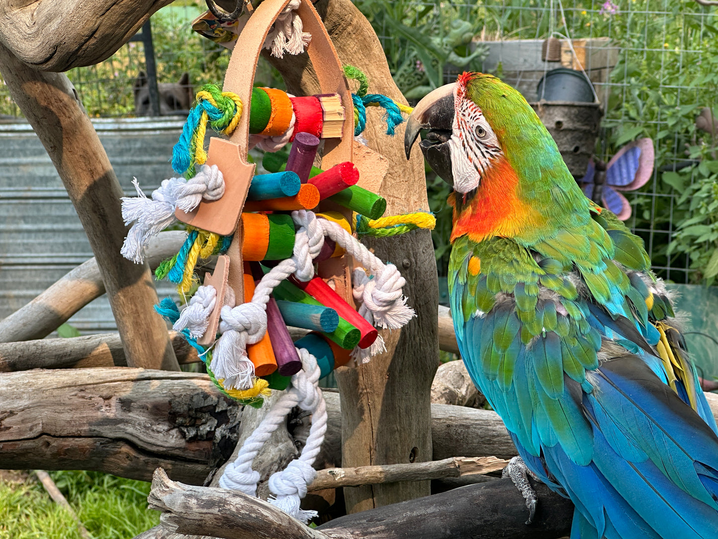 Large Parrot Kabob Toy