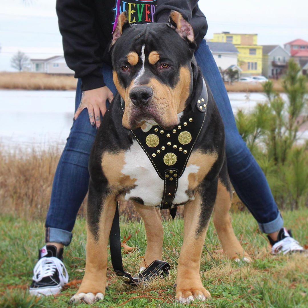 The "Maximus" harness black & gold-3