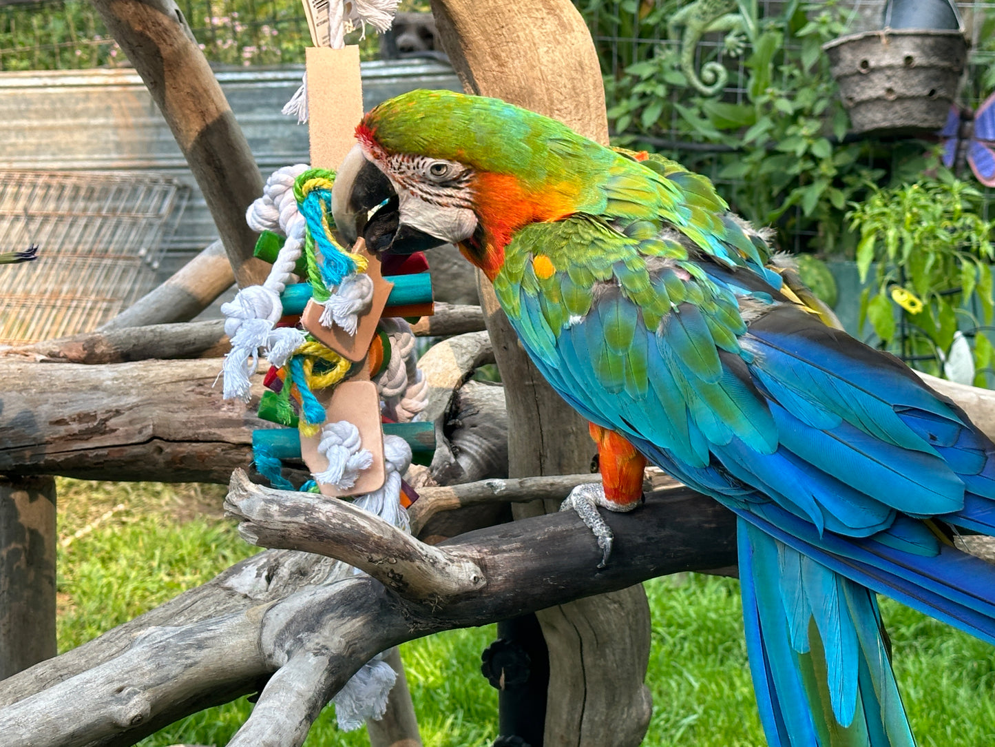 Large Parrot Kabob Toy