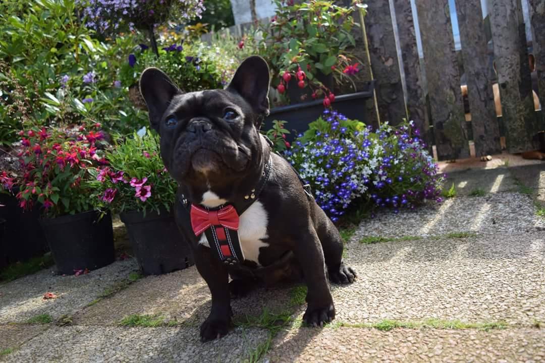 The "Bowtie" leather harness brown Small to Medium Size-2