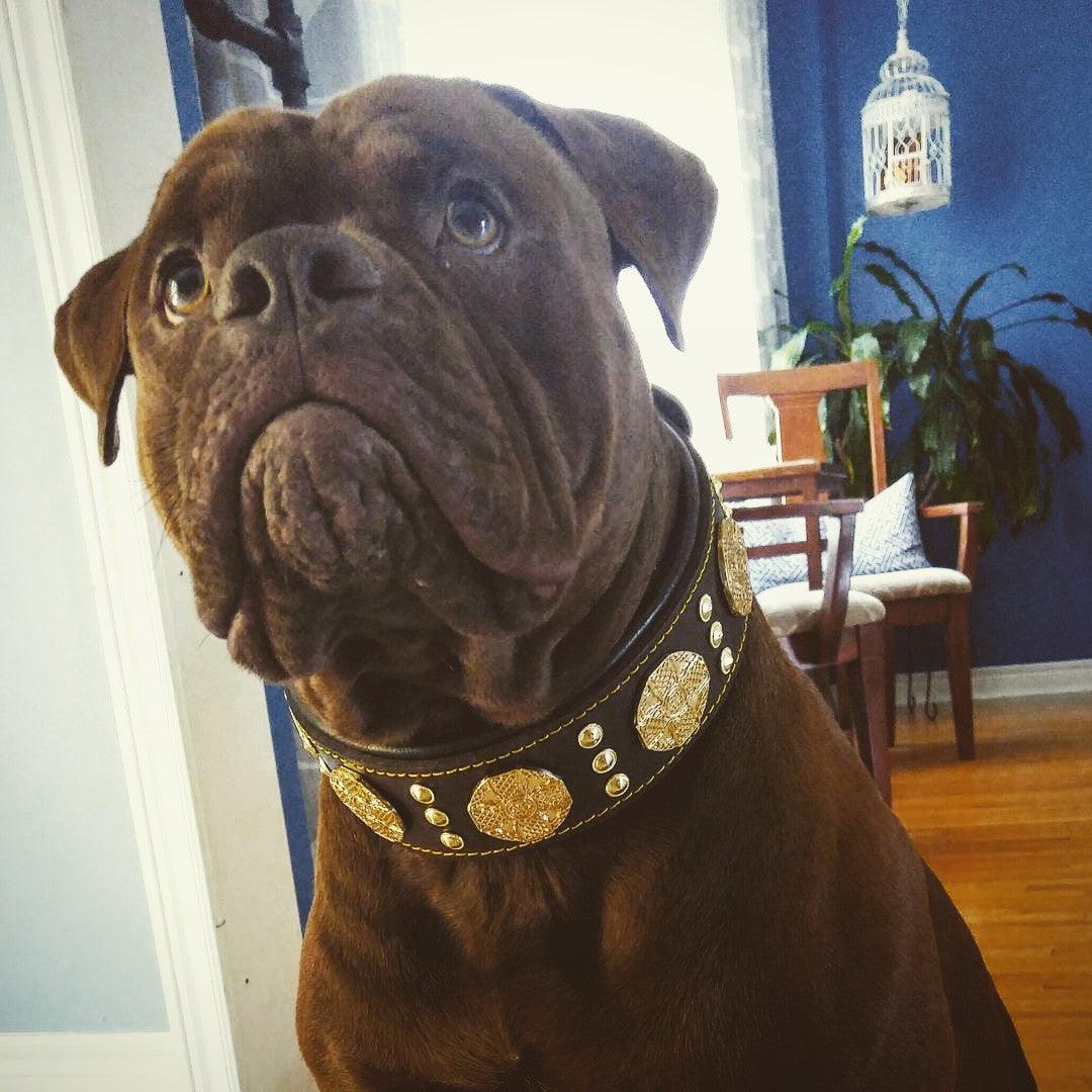 The "Maximus" collar 2.5 inch wide brown & gold-1