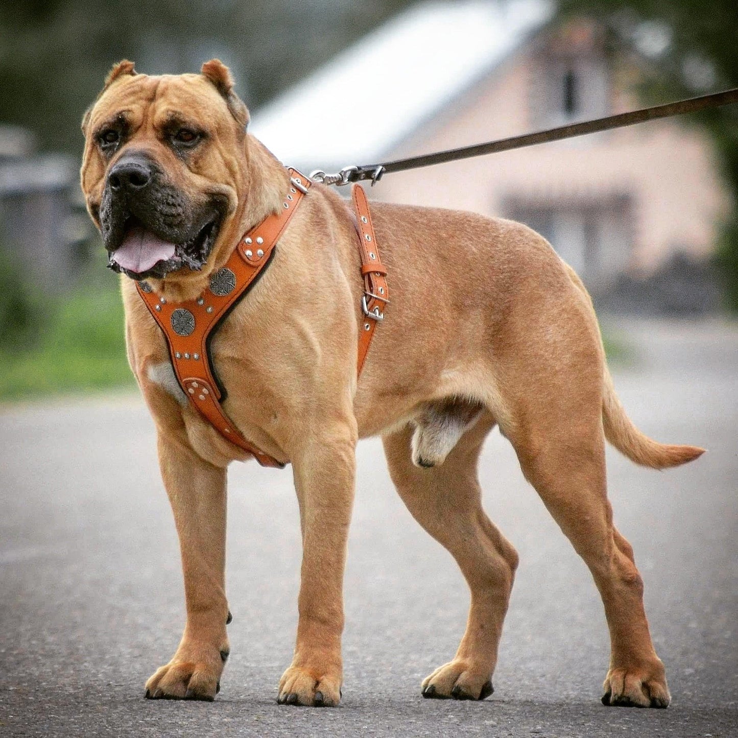 The "Maximus" silver harness-3