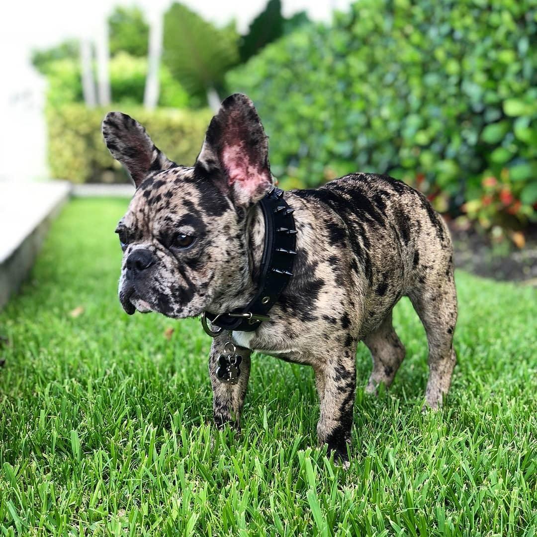 BLACK "Frenchie" collar-3