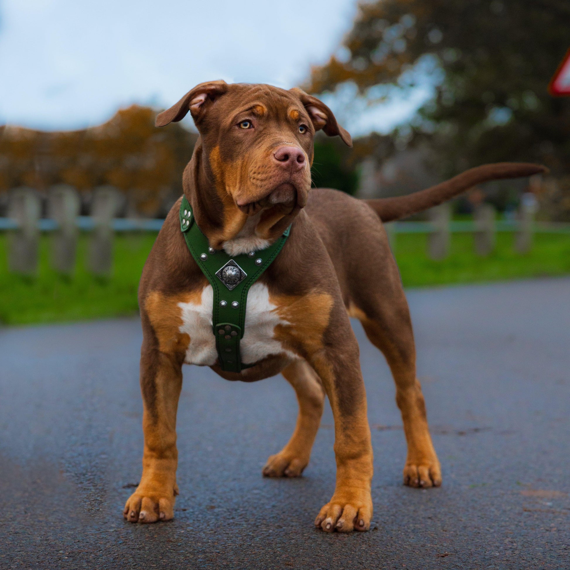 The ''Eros'' harness Green Small to Medium Size-2