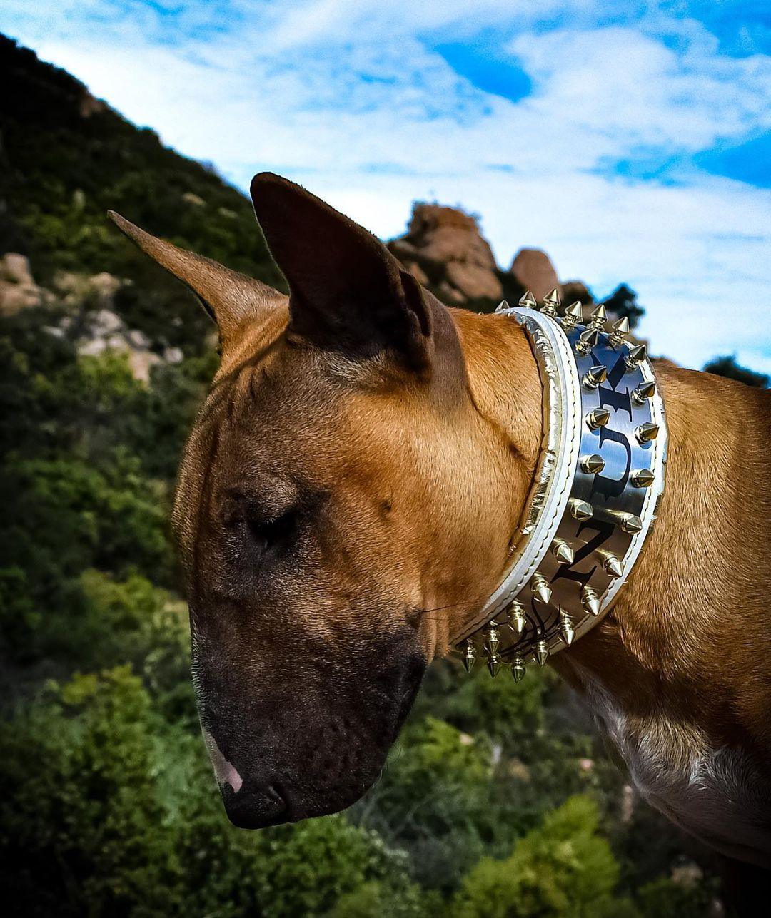 The "Metal" collar White & Gold- personalized!-3