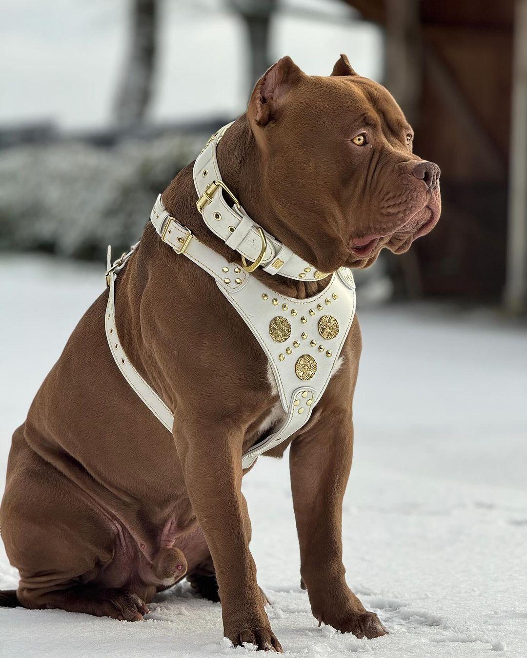 The "Maximus" collar 2.5 inch wide white & gold-3