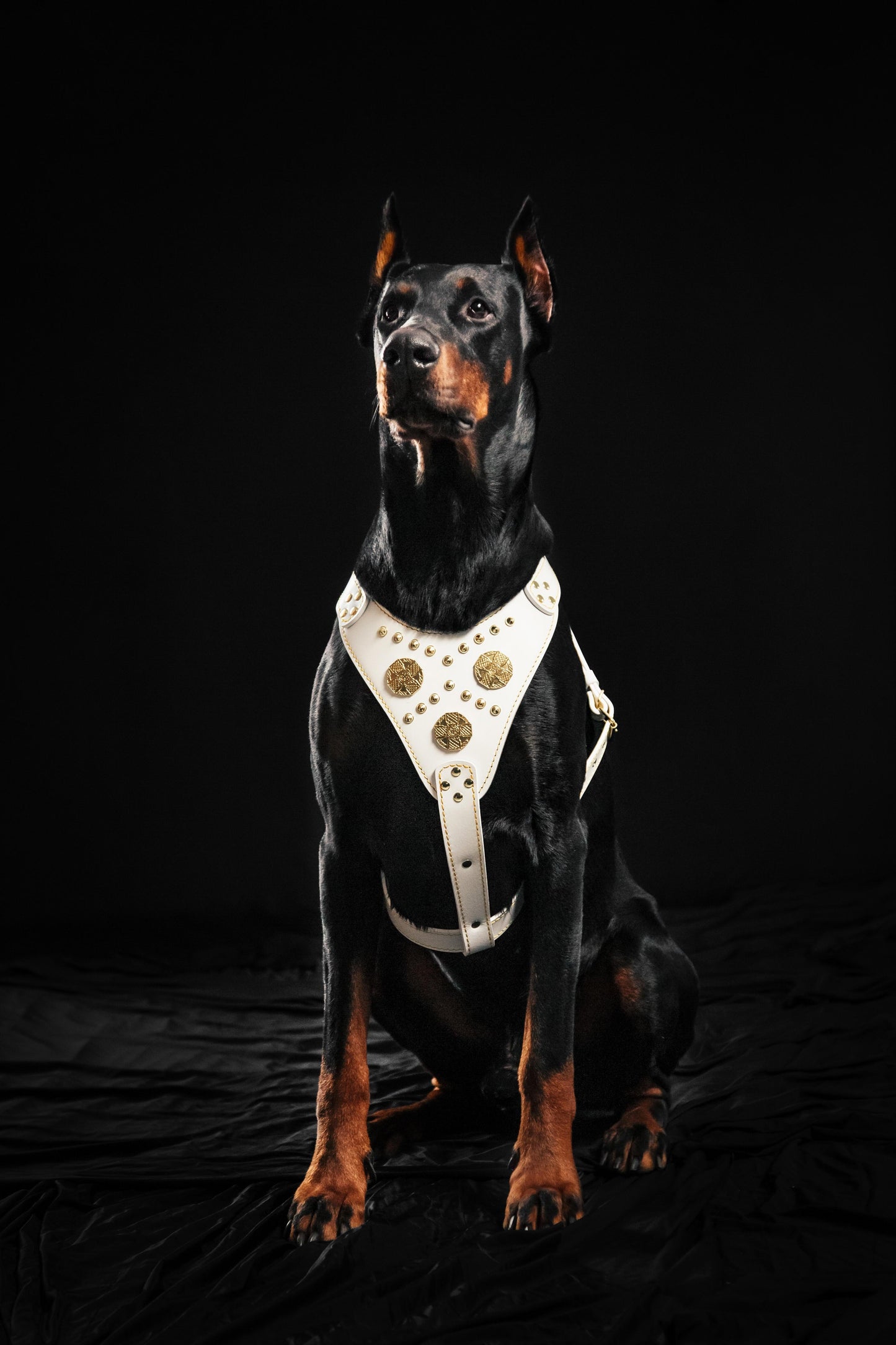 The "Maximus" harness White-2