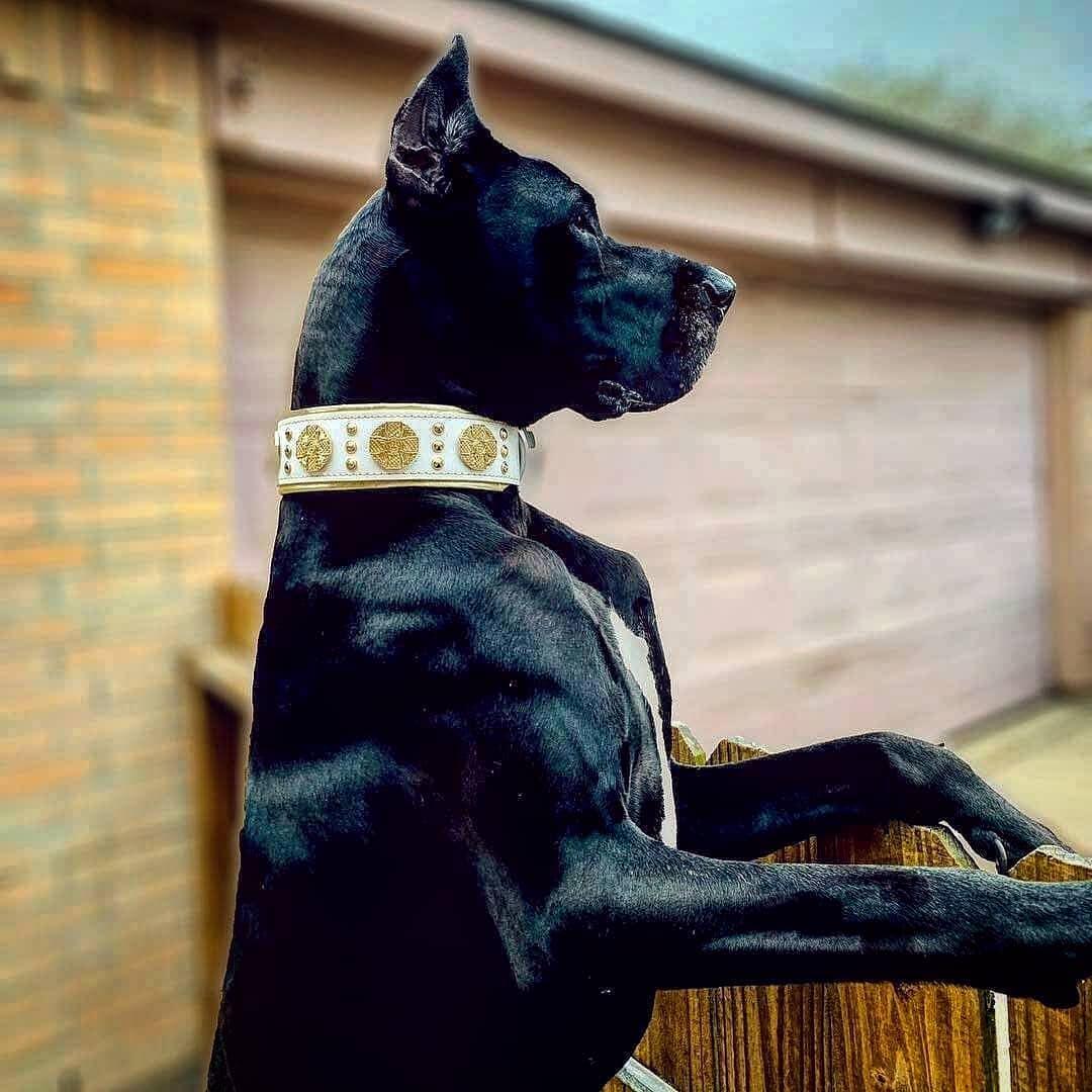 The "Maximus" collar 2.5 inch wide white & gold-2