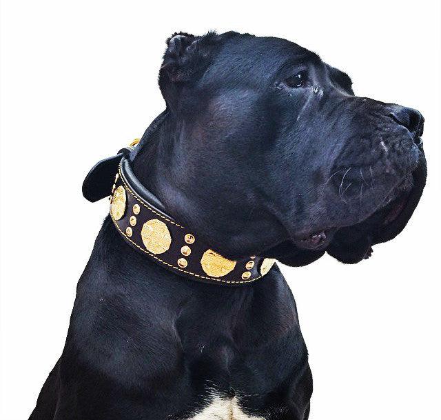 The "Maximus" collar 2.5 inch wide black & gold-1