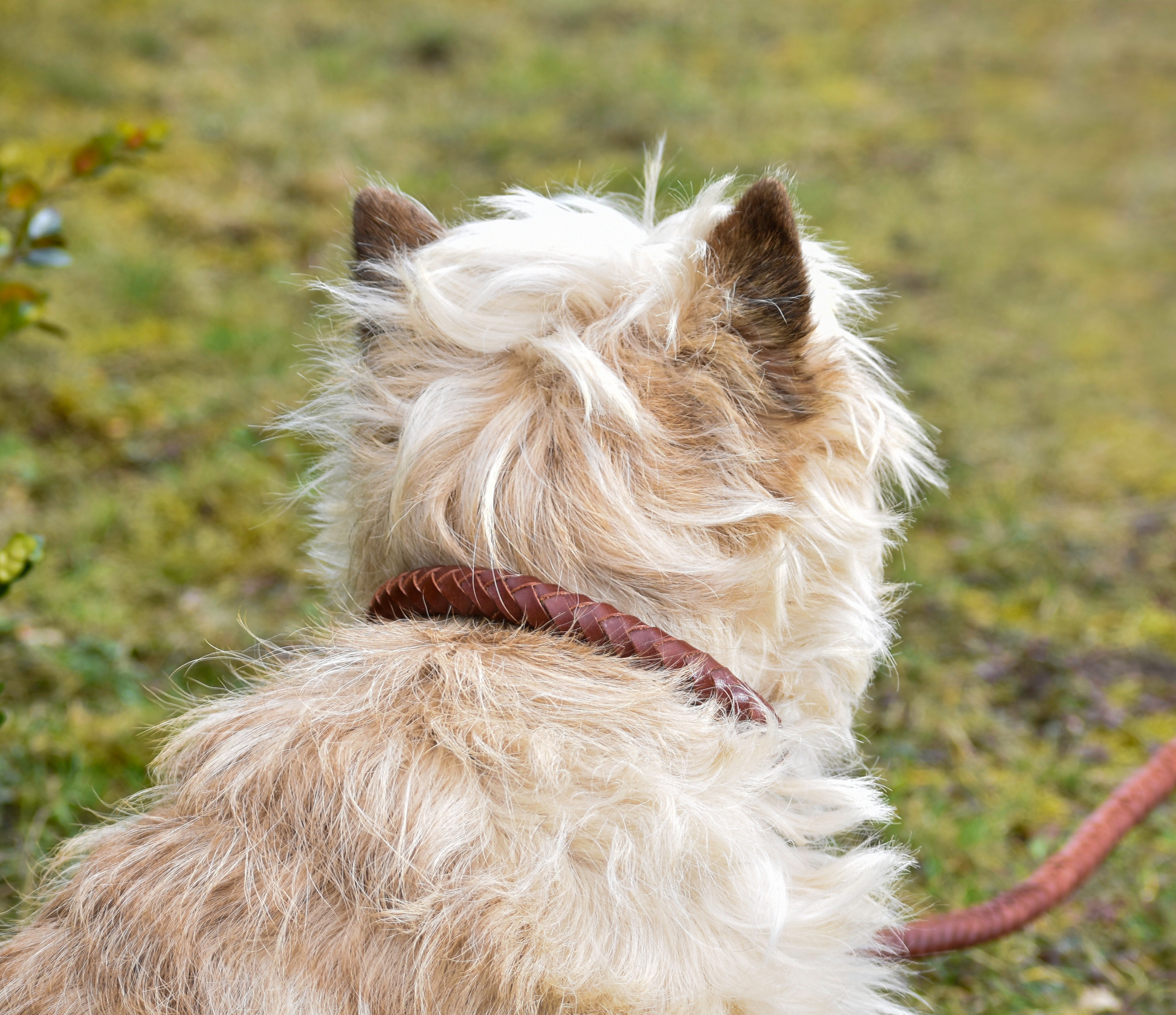 Premium dog collar in rounded natural tanned leather-4