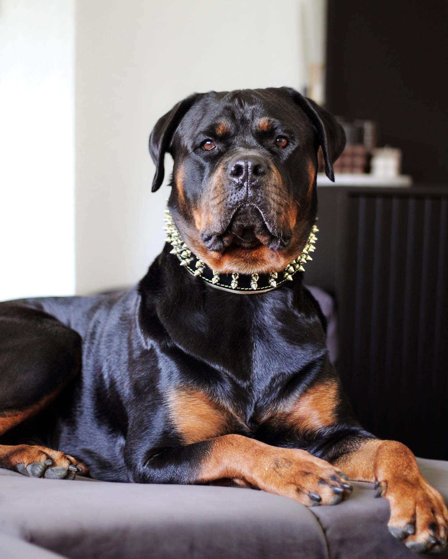 The "Gold Giant" collar-3