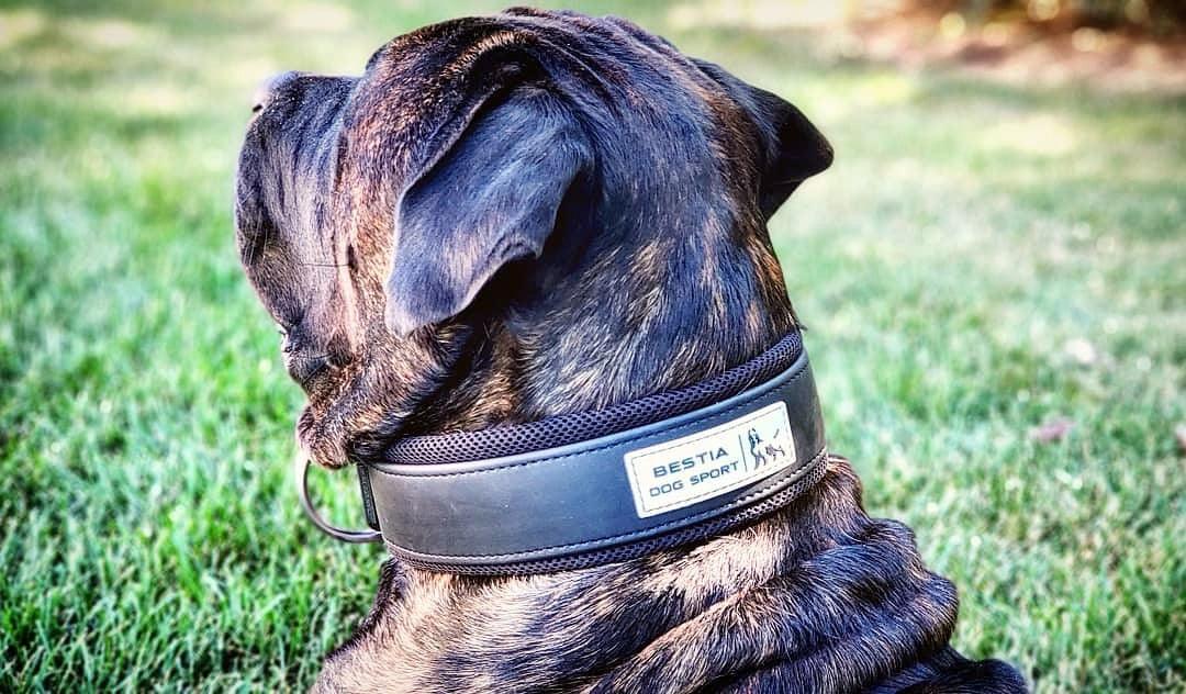 BESTIA DOG SPORT COLLAR-4